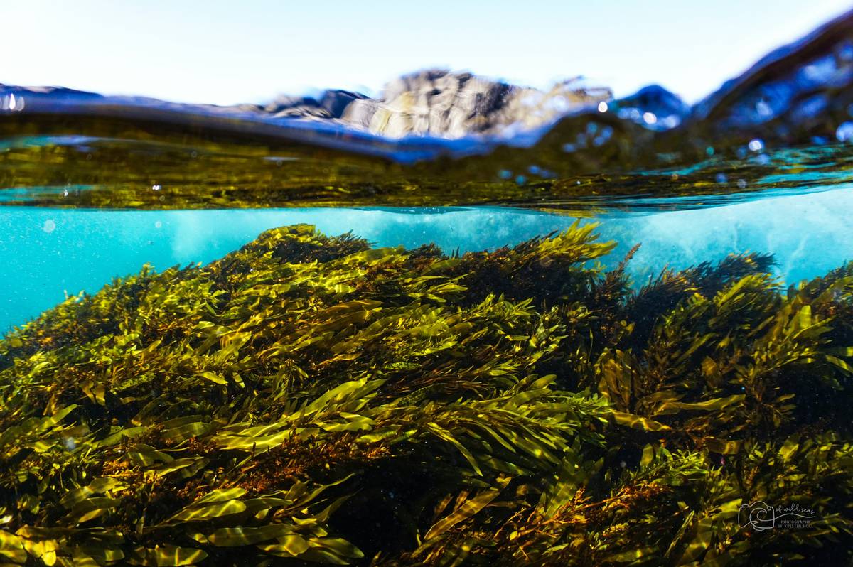 Close-up of green and brown seaweed underwater plants growing on ocean floor
