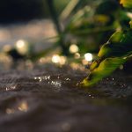 Seaweed Underwater Plants: 7 Proven Ways to Avoid Costly Skincare Mistakes