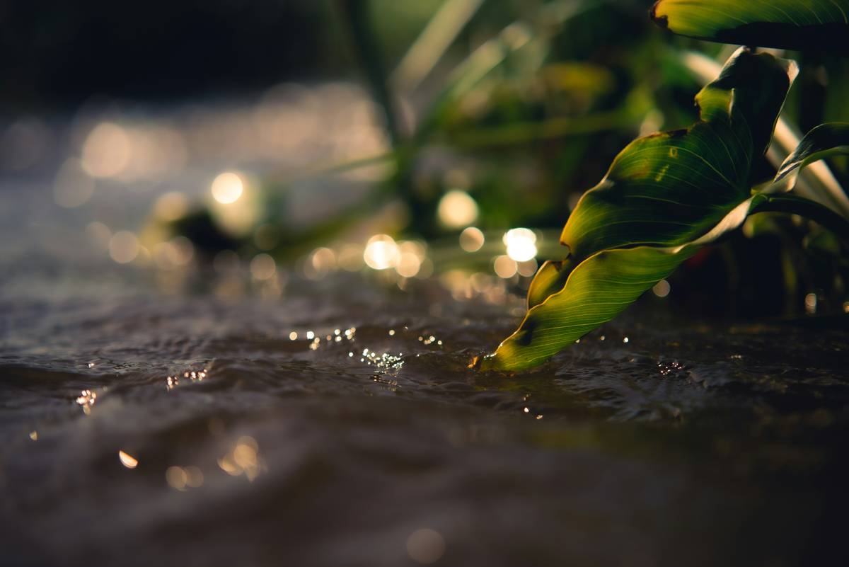 Seaweed Underwater Plants: 7 Proven Ways to Avoid Costly Skincare Mistakes